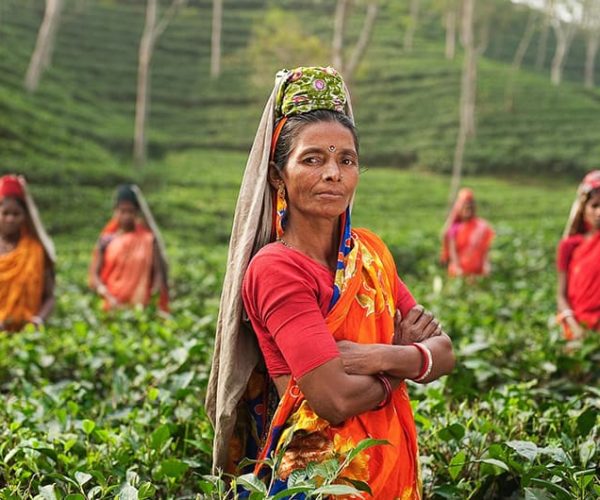 Teeernte in Indien Plantage